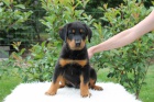 Beauceron s PP-ji k odbru