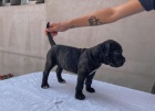 tata Cane Corso.