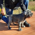 Neopolitan Mastiff tata.