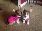 Welsh Corgi Pembroke tata.