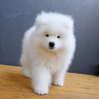 Nonk Trnoval Samoyed tata.