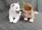 Roztomil ttka Shiba Inu