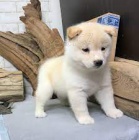 Prodej milch tat Shiba Inu