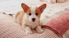 Pembroke Welsh Corgi pobl m