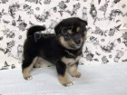 Prodm tata Black Shiba I nu