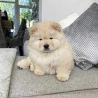 asn chow chow tata