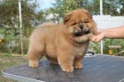 asn chow chow tata