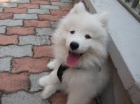 sladk samoyed tata