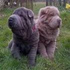 shar-pei tata k dispozici