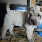 shar-pei tata k dispozici