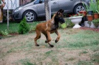 Belgick ovk malinois