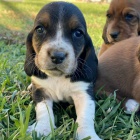 tata Basset Hound.