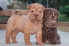 okovan tyi tata shar-pei k adopci.