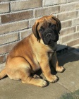 Bullmastiff tata.