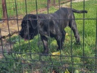 Cane Corso tn