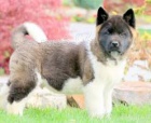 tata Akita Inu