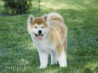 tata Akita Inu