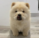 istokrevn tata Chow Chow.