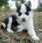 Prodm tata Suberian Husky