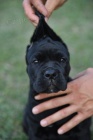 Cane Corso tata