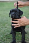 Cane Corso tata