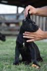 Cane Corso tata