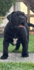 Jihoafrick mastin- Boerboel tata