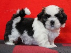 Shih-tzu, i-tzu ttka s PP