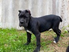 Cane Corso tata