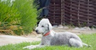 Prodm tata bedlington terira