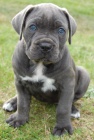 Prodm tata Cane Corso