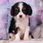 Prodm okovan a oderven tata Kavalr King Charles Spaniel.