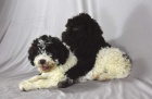 Lagotto Romagnolo tata