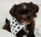 Prodm tata SHIH TZU