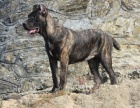 Cane Corso na prodej