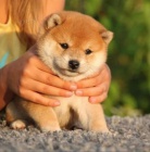 Prodm okovan tata mini shiba inu