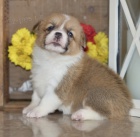 Prodm mini mini tata Welsh Corgi Pembroke.