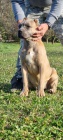 Cane Corso TOP tata na prodej