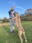 Cane Corso TOP tata na prodej