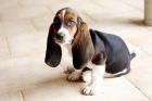 roztomil ttka bassethounda k adopci