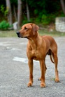 Rhodesk  Ridgeback nabdka na  kryt chovn pes  FCI 