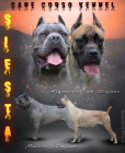 Cane Corso tata