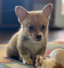 Prodm okovan, zdrav a oderven tata mini Pembroke Welsh Corgi.