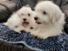 Coton de Tulear / Pekingese tata