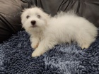 Coton de Tulear / Pekingese tata