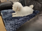 Coton de Tulear / Pekingese tata