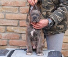 Cane Corso tata