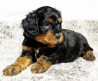 Prod�m mini o�kovan� a od�erven� �t��ata Cavapoo. 