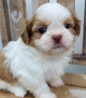 Prodm tata SHIH TZU