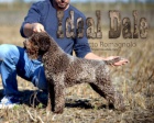 Lagotto Romagnolo tata